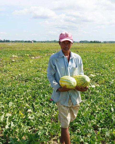 Trên cánh đồng Binh Minh, người nông dân còn trồng thêm dưa gang…