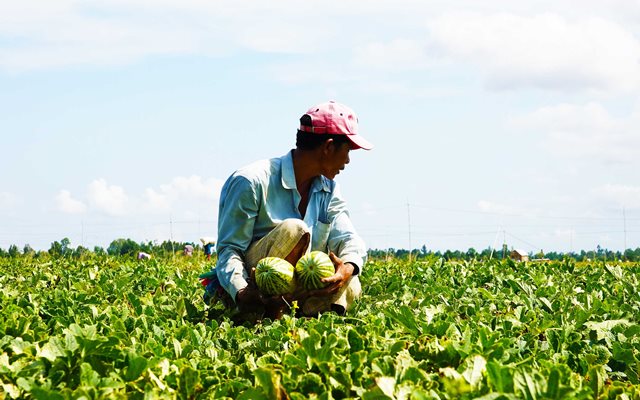 Phần của xã Bình Minh, chính quyền đã thành lập Hợp tác xã dịch vụ nông nghiệp Bình Minh với 124 xã viên, diện tích làm ăn tập thể là hơn 800 công ruộng (80ha).
