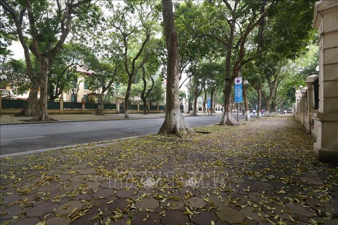 Những thảm lá sấu vàng trên đường Phan Đình Phùng. Ảnh: Anh Tuấn/TTXVN