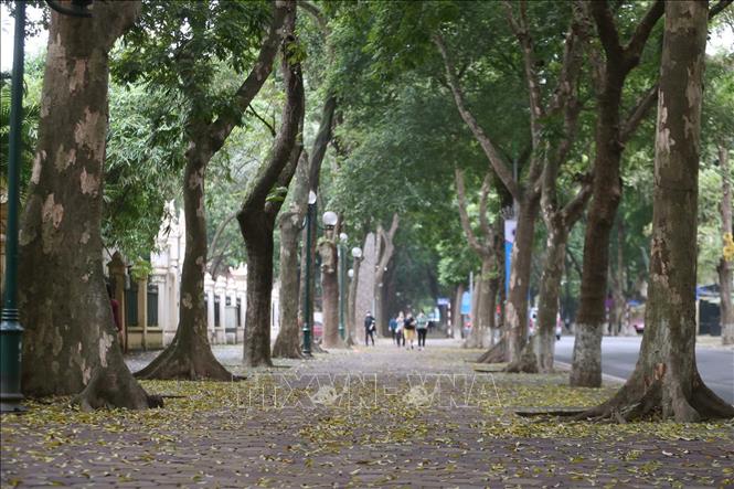 Những mảng màu vàng chanh tuyệt đẹp do lá sấu rụng tạo nên trên vỉa hè đường Phan Đình Phùng. Ảnh: Anh Tuấn/TTXVN