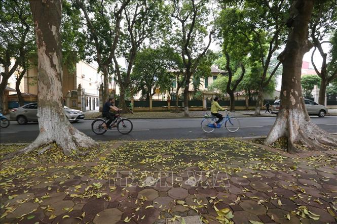 Người dân Thủ đô thư thái đạp xe trên đường Phan Đình Phùng vào mùa sấu thay lá. Ảnh: Anh Tuấn/TTXVN