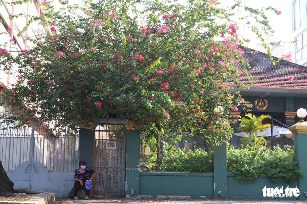 Những mùa hoa ở Sài Gòn trong mùa dịch đều khoác lên vẻ trầm tĩnh - Ảnh: HOÀNG AN