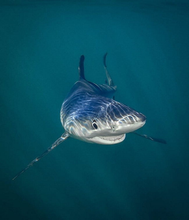 Bức ảnh chú cá mập xanh biết cười gây bão.