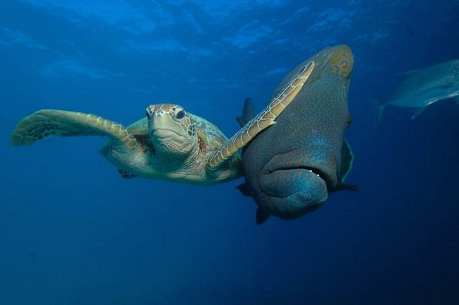 Chú rùa biển đầy quyết tâm trong cuộc đua dưới đại dương.