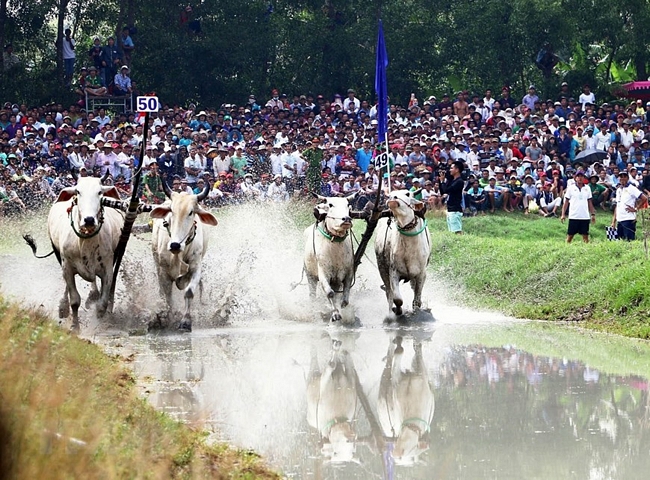 Lễ hội đua bò Bảy Núi là một lễ hội của đồng bào dân tộc người Khmer mang đậm nét bản sắc văn hóa dân gian và là một môn thể thao độc đáo ở vùng Bảy Núi, được tổ chức vào dịp lễ Sene Dolta của người Khmer vào ngày 30/8 âm lịch hằng năm ở huyện Tri Tôn, tỉnh An Giang. (Ảnh: Duy Khương/TTXVN)