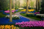 Choáng ngợp với vườn hoa đẹp nhất thế giới đóng cửa sau 71 năm