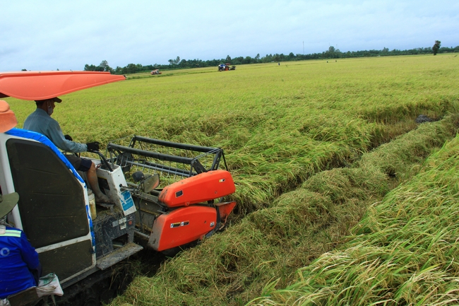 Ruộng lúa mênh mông Đồng Tháp Mười dần chuyển đổi cơ giới hóa, giúp người nông dân canh tác nông nghiệp hiệu quả.