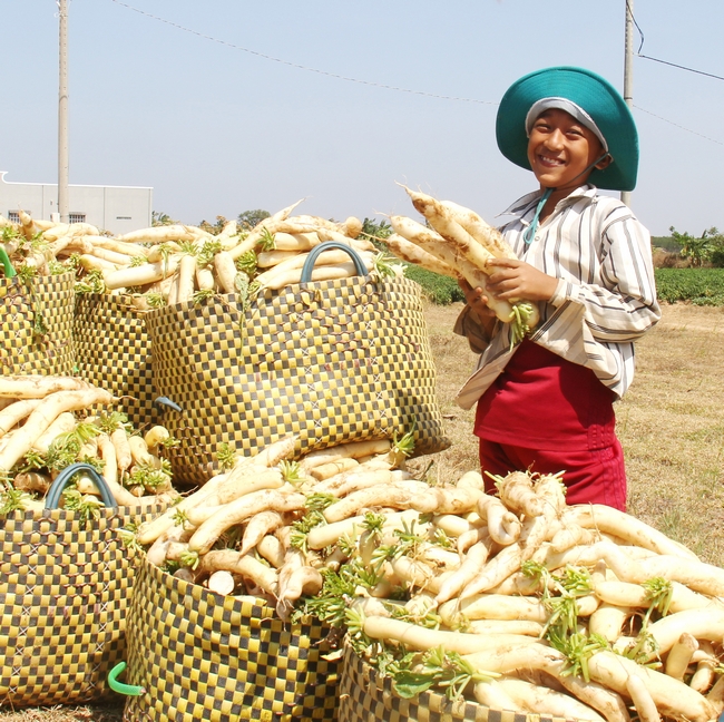 Cậu bé ở huyện Trần Đề (Sóc Trăng) trông giữ củ cải vừa thu hoạch từ đồng ruộng.