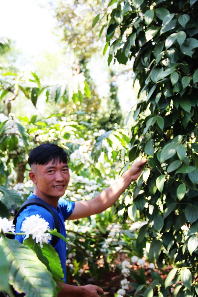 Cà phê, tiêu… là những cây công nghiệp giá trị cao của người dân Tây Nguyên, tháng 3, 4 cũng là mùa cà phê nở hoa trắng núi đồi.