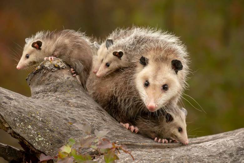 Chồn Opossum thường cõng con trên lưng. Theo National Geographic, chồn Opossum nhỏ như ong mật lúc mới sinh ra và phát triển trong túi của mẹ. Chồn Opossum có thể sinh ra hơn 20 con trong một lứa, nhưng chỉ một nửa sống sót.