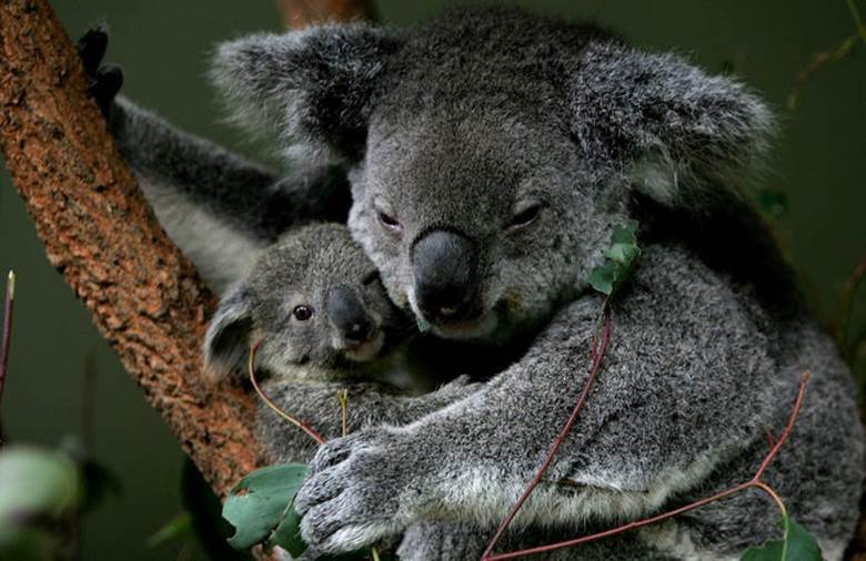 Gấu Koala cái che chở cho con trong túi của chúng trong sáu tháng. Theo National Geographic, một con gấu Koala có kích thước tương đương với một hạt thạch khi được sinh ra. Không có lông, thị giác và thính giác chưa phát triển. Chúng sẽ dành sáu tháng trong túi mẹ cho đến khi phát triển đủ để ra ngoài. Sau đó, chúng sẽ ở gần mẹ, thường cưỡi trên lưng mẹ.