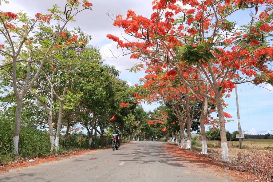 Con đường vào Đền thờ Bác rợp màu hoa phượng đỏ