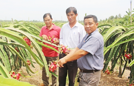 Cơ cấu kinh tế nông nghiệp của xã Hòa Hiệp đã từng bước chuyển dịch đúng hướng.