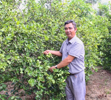 Mô hình trồng chanh không hạt của chú Nguyễn Minh Tâm cho hiệu quả kinh tế cao.
