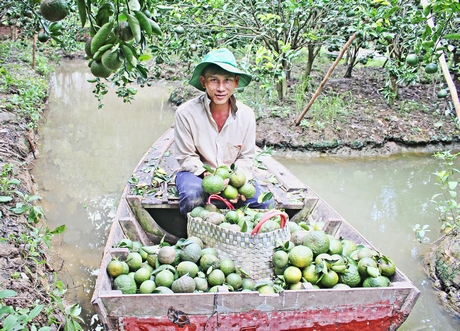 Nhiệm kỳ 2020- 2025, huyện Tam Bình tiếp tục đẩy mạnh phát triển vườn cây ăn trái, chú trọng mô hình cam sạch để nhân rộng.