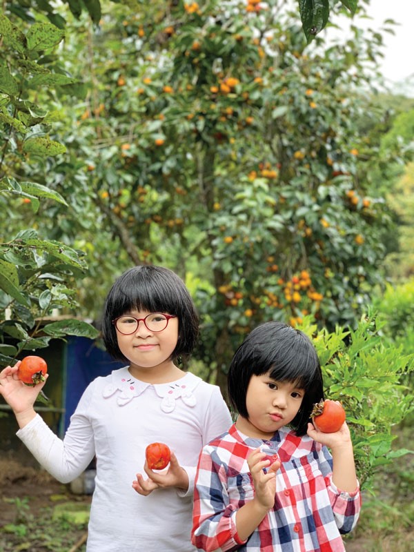 Trải nghiệm thu hoạch trái cây trong vườn cũng là cách giúp trẻ biết trân trọng thành quả lao động của người khác