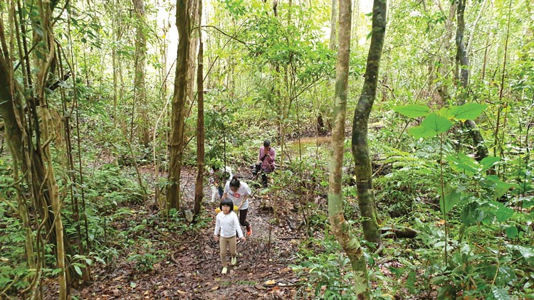 Cha mẹ cùng con đi bộ dưới tán rừng để nâng cao lòng dũng cảm cho con, giúp con vượt qua giới hạn của bản thân và tìm hiểu thiên nhiên