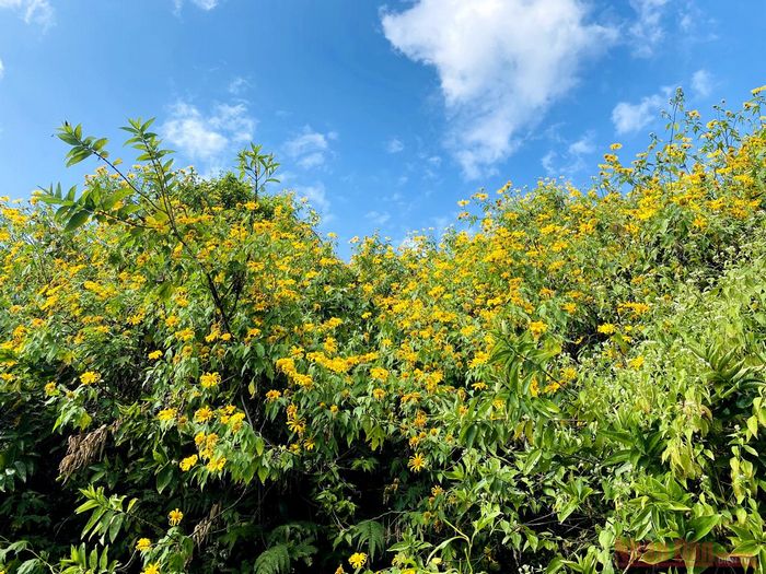 Hoa dã quỳ rực rỡ trong nắng vàng Phong Thổ.