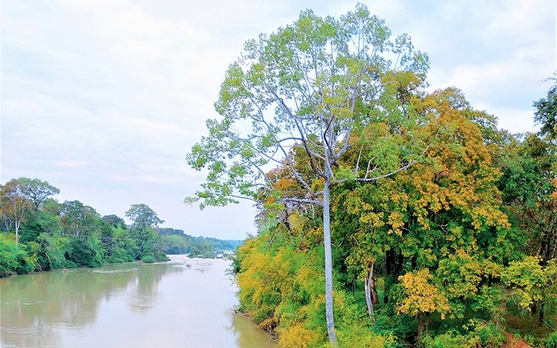 Sắc vàng rừng khộp bên dòng nước sông Sê-rê-pốk chảy qua Vườn quốc gia Yók Đôn.