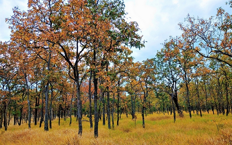 Trước khi rụng lá, lá cây rừng khộp chuyển sang sắc vàng, sắc đỏ như một mùa thu “châu Âu” thu nhỏ ở Tây Nguyên.