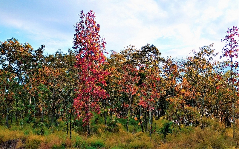 Sắc màu rừng khộp mùa thay lá đẹp đến mê hoặc lòng người.