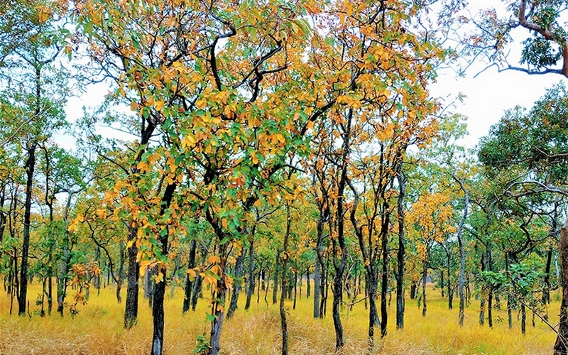 Dưới ánh hoàn hôn, rừng khộp chuyển sang màu vàng rực rỡ.