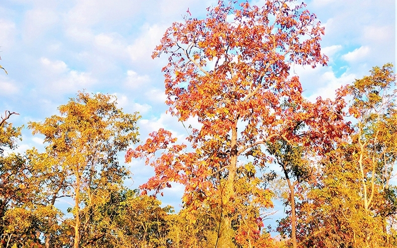 Dưới nền trời xanh ngắt của mùa khô Tây Nguyên càng tô thêm sắc màu rực rỡ của rừng khộp mùa thay lá.