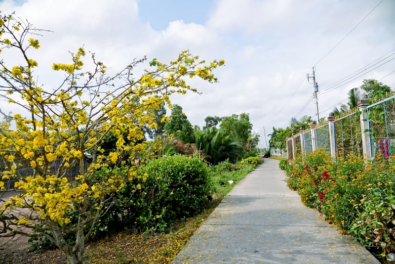 Đường quê thuộc ấp Vĩnh Bình, xã Vĩnh Tuy, huyện Gò Quao, tỉnh Kiên Giang, rực rỡ sắc hoa.