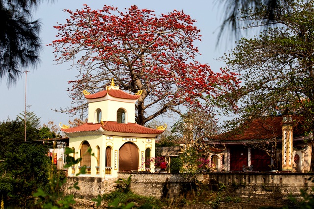 Hàng chục năm qua, người dân vùng biển phường Quảng Tiến, thành phố Sầm Sơn, Thanh Hóa đã rất đỗi quen thuộc với hình ảnh cây hoa gạo ở sân đền Cá Lập.