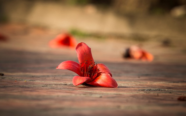 Những cánh hoa gạo rụng rơi bên sân đền, tạo nên một khung cảnh đẹp nên thơ trữ tình.