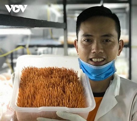  Mô hình nấm Đông trùng hạ thảo của anh Nguyễn Thành Luận mang lại hiệu quả kinh tế cao
