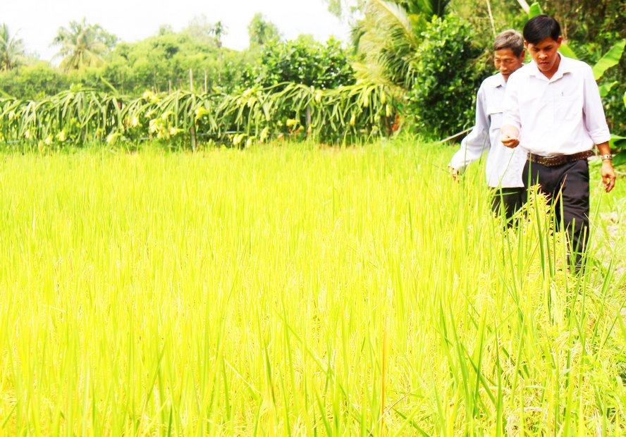 Mỹ Lộc là địa phương tiên phong trong phát triển mô hình trồng lúa hữu cơ với sự tham gia của “4 nhà”.