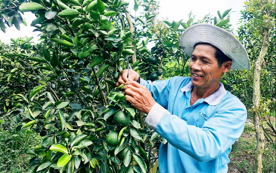 Với 3 công cam sành, anh Châu Văn Hùng (ấp Cái Sơn) cho trái “chuyền”, cứ 2- 3 tháng thu hoạch 1 lần. Vụ cam năm rồi anh thu về gần 250 triệu đồng.