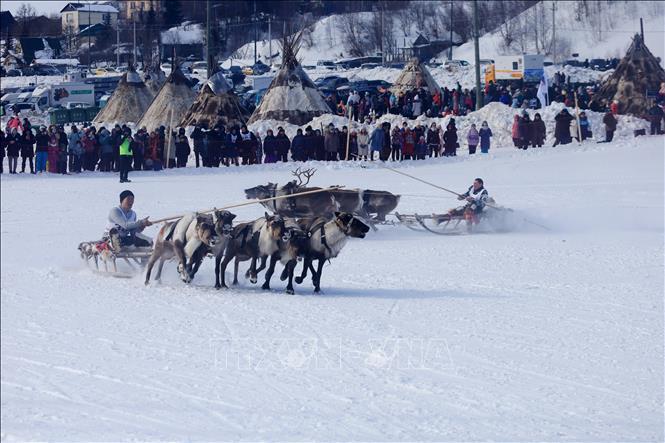 Các vận động viên tranh tài tại cuộc đua hươu kéo xe trượt tuyết được tổ chức trong khuôn khổ ngày hội của người chăn hươu phương Bắc.
