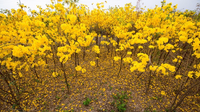 Vào mùa khô cây bắt đầu rụng hết lá và nở hoa, tỏa sắc vàng rực rỡ trông rất đẹp mắt. Những bông hoa có kích thước khá lớn, hình dáng tựa như chiếc chuông, màu vàng tươi.