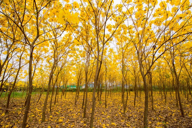 Vào mùa nở rộ, hàng nghìn cây phong linh bung sắc rực rỡ, 