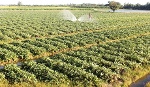 Cơ cấu lại ngành nông nghiệp huyện Bình Tân: Trồng trọt chuyển biến tích cực