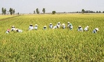 Nhân rộng mô hình sản xuất giống lúa xác nhận 1 tại ĐBSCL