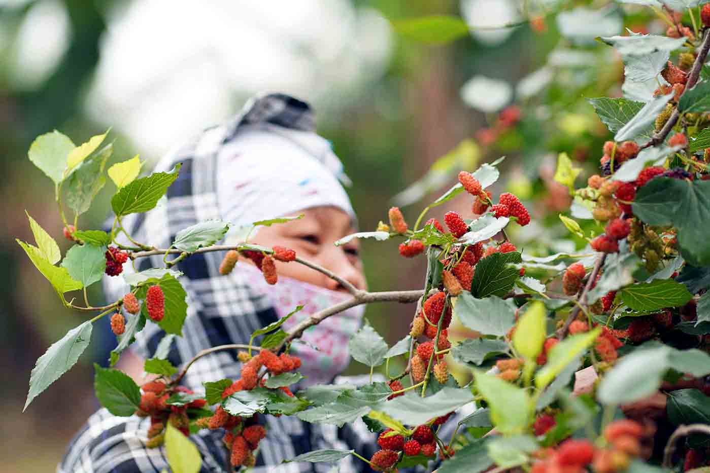 Xã Hiệp Thuận có khoảng 15 ha dâu tằm. Cây dâu được người dân đưa về trồng ở đất này khoảng 6 năm trước, hiệu quả kinh tế cao hơn so với trồng lúa.
