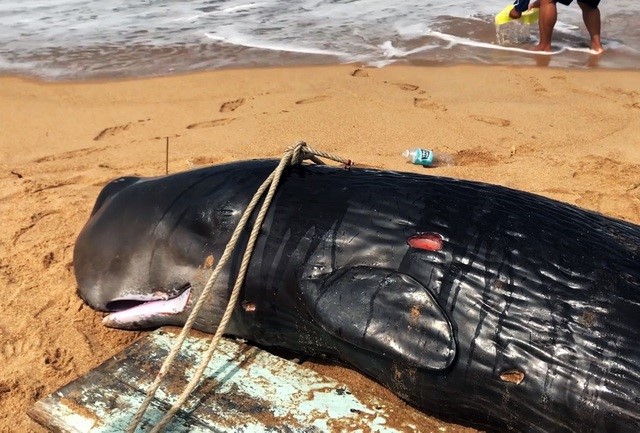 Cá voi quá yếu không thể bơi ra biển nên người dân Phú Yên đành đưa lên bờ.