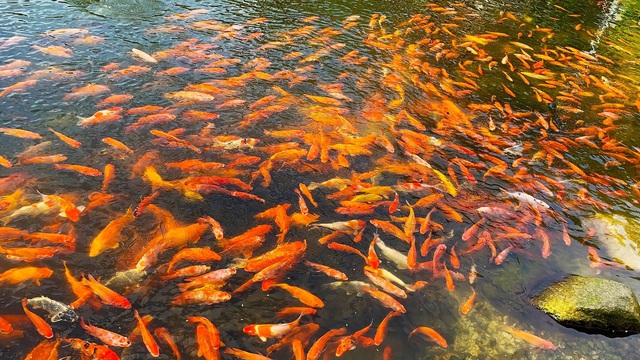 Đặc biệt, trong khuôn viên Thiền viện còn có 2 hồ cá, 1 hồ nuôi cá Koi, cá tra và một hồ nuôi cá trê nằm phía sau khu chánh điện. (Ảnh: Nguyễn Đức Tính).