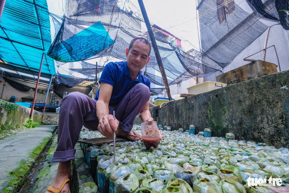 Thức ăn của cá chọi chủ yếu là trùng chỉ, trứng nước, được gia đình ông Thắng đi vớt tại các ao hồ quanh Hà Nội