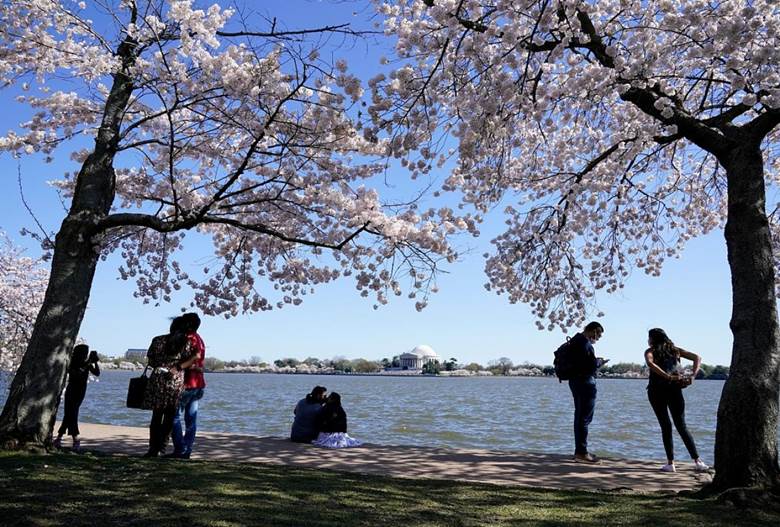 Xung quanh hồ Tidal Basin ở Washington D.C. trồng rất nhiều cây hoa anh đào Yoshino, đây là món quà mà Nhật Bản đã tặng cho Mỹ. Nguồn: AP