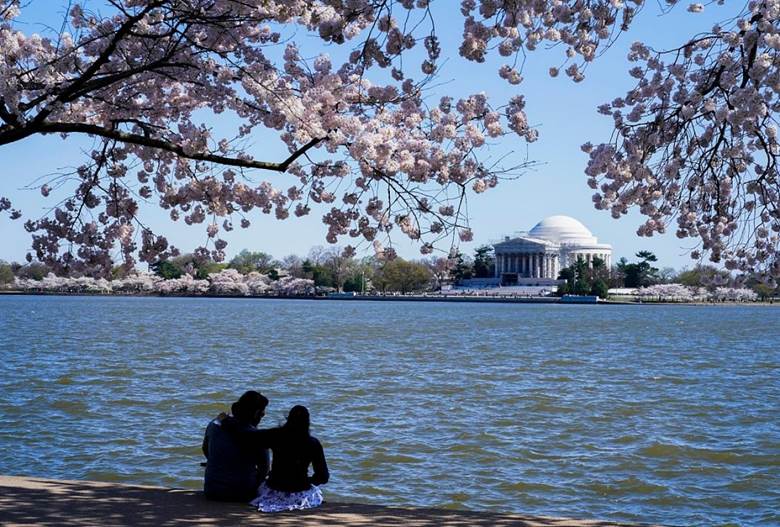 Mùa hoa anh đào nở tại thủ đô Washington D.C. (Mỹ) luôn thu hút đông đảo người dân và du khách đến thưởng ngoạn. Nguồn: AP