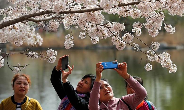Tại công viên Ngọc Uyên Đàm (Bắc Kinh, Trung Quốc), người dân thích thú chụp ảnh hoa anh đào nở rục rỡ. Nguồn: AP