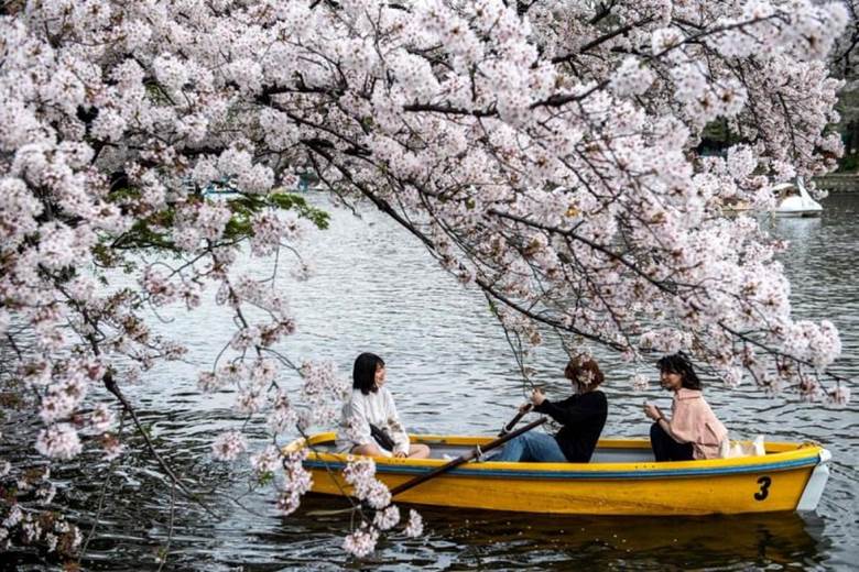 Mặc dù đại dịch Covid-19 đã hạn chế việc thưởng thức mùa hoa anh đào, tuy nhiên người dân Nhật Bản vẫn có thể ngắm hoa ở một số địa điểm.