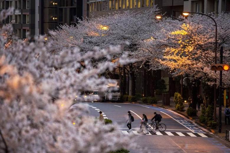 Năm nay, nhiều nơi ở Nhật Bản chứng kiến hoa anh đào nở sớm bất thường. Ở Kyoto, đây là lần hoa nở sớm nhất kể từ 812 trở lại đây. Nguyên nhân được cho là do hiện tượng Trái đất nóng lên. Nguồn: AFP
