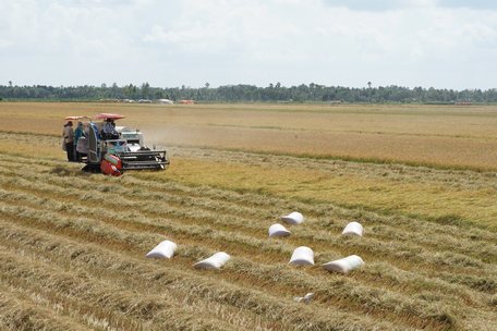 Vụ lúa Đông Xuân 2020- 2021 nông dân trúng mùa, trúng giá.