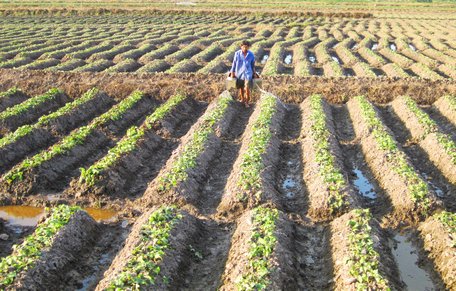 Huyện Bình Tân đã hình thành vùng chuyên canh khoai lang sản xuất tập trung.
