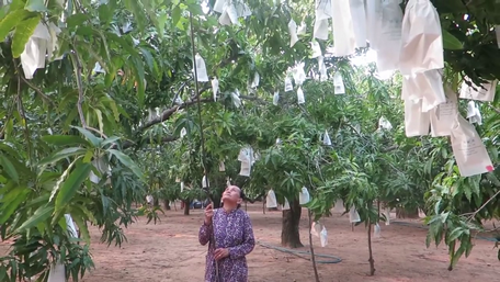  Bà Trang Thị Lệ, một nông dân trồng 6 công xoài ở xã Long Hòa, huyện Cần Giờ (TP HCM) đang hái xoài cát trong vườn nhà.